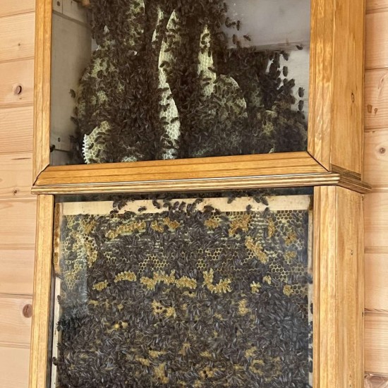 Влезте в дома на пчелите с "Пчелна стая" от Makaroon Влезте в дома на пчелите с "Пчелна стая" от Makaroon