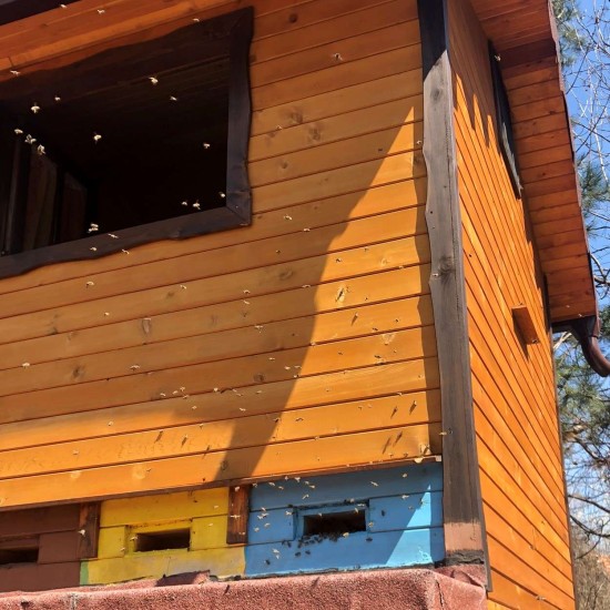 Влезте в дома на пчелите с "Пчелна стая" от Makaroon Влезте в дома на пчелите с "Пчелна стая" от Makaroon