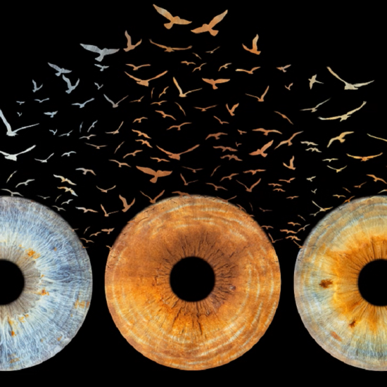 Превърнете вашите очи в уникална картина с ирисова фотография  в София от Makaroon