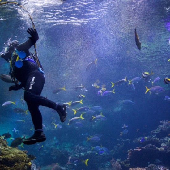 Докоснете се до морското дъно, и то буквално, с Водолазен курс за начинаещи на Халкидики от Makaroon Докоснете се до морското дъно, и то буквално, с Водолазен курс за начинаещи на Халкидики от Makaroon