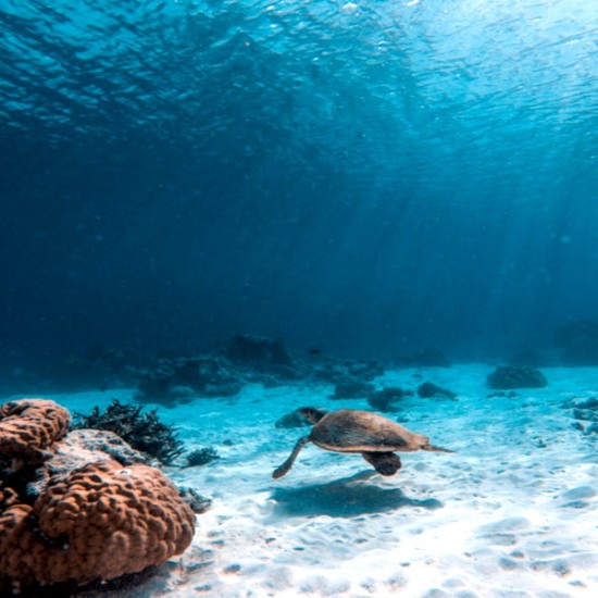 Впуснете се в едно невероятно приключение - Гмуркане на Халкидики за начинаещи от Makaroon