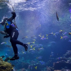 Гмуркане на Халкидики за начинаещи: Discover Scuba Diving Гмуркане на Халкидики за начинаещи: Discover Scuba Diving