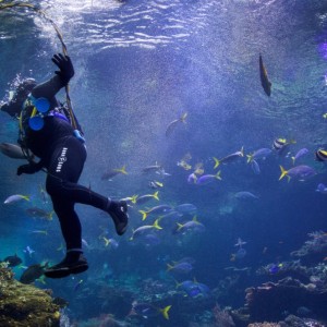 Гмуркане на Халкидики за начинаещи: Discover Scuba Diving Гмуркане на Халкидики за начинаещи: Discover Scuba Diving