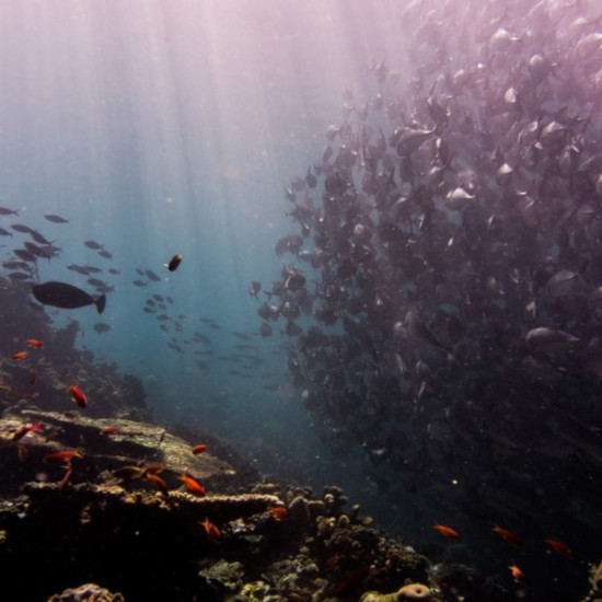 Впуснете се в едно невероятно приключение - Гмуркане на Халкидики за начинаещи от Makaroon