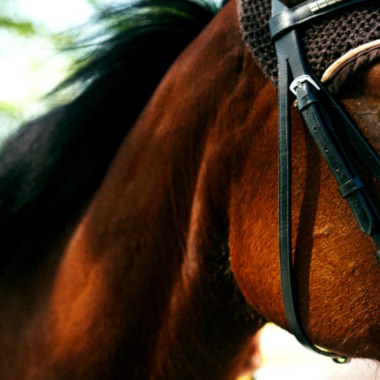 Насладете се на една невероятна почивка с Две нощувки със закуска, урок по езда и масаж за двама от Makaroon