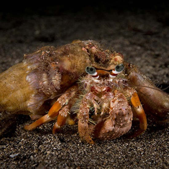 Уникален подарък - Нощен шнорхелинг | Makaroon.bg