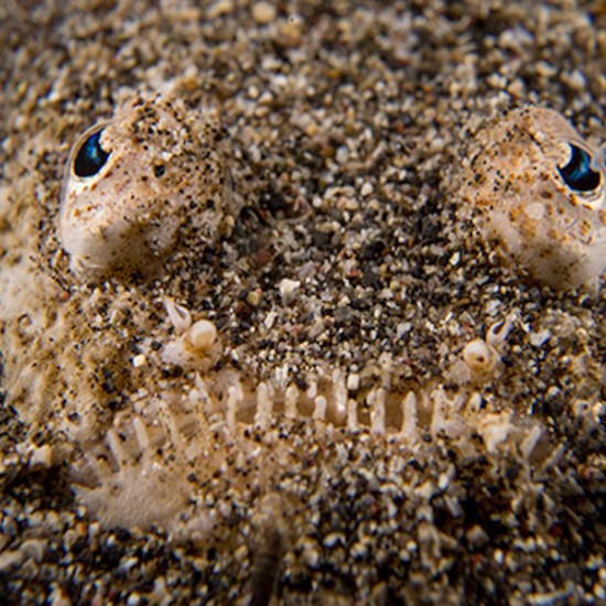 Уникален подарък - Нощен шнорхелинг | Makaroon.bg