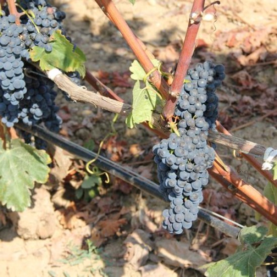 Подарете една сензационна дегустация на вино за двама от изба Uva Nestum от Makaroon Подарете една сензационна дегустация на вино за двама от изба Uva Nestum от Makaroon