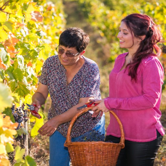 Лозарска бригада за група от 10 човека: гроздобер, винен урок, обиколка на избата и дегустация на пет вина във вила Мелник from Makaroon