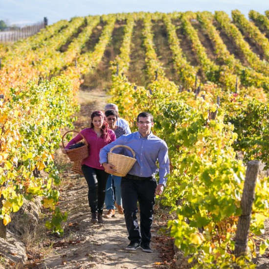 Лозарска бригада за група от 10 човека: гроздобер, винен урок, обиколка на избата и дегустация на пет вина във вила Мелник from Makaroon