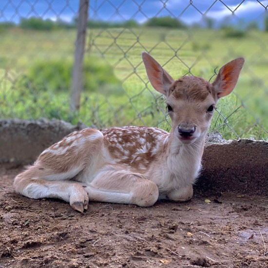Запознайте се с различни видове екзотични животни отблизо с ''Посещение в Зоокът Дъбница“ от Makaroon