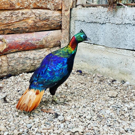 Запознайте се с различни видове екзотични животни отблизо с ''Посещение в Зоокът Дъбница“ от Makaroon