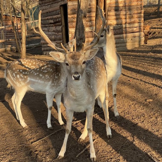 Запознайте се с различни видове екзотични животни отблизо с ''Посещение в Зоокът Дъбница“ от Makaroon