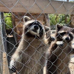 Приключение в света на животните с „Посещение в Зоокът Дъбница“
