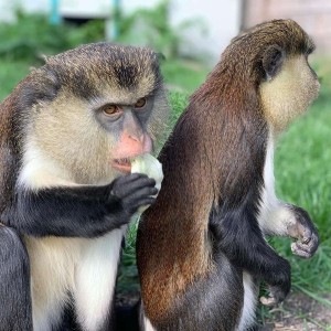 В царството на животните: Посещение за двама в зоопарк Бургас 