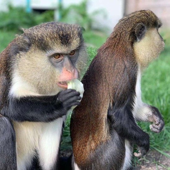 Подарете си едно невероятно преживяване в животинския свят с Посещение за двама в зоопарк Бургас от Makaroon
