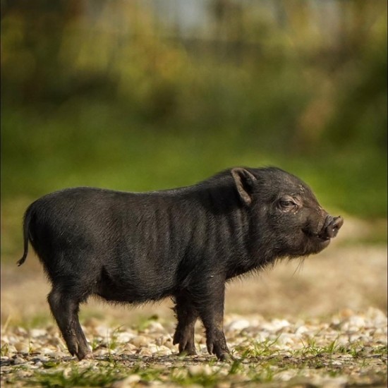 Подарете си едно невероятно преживяване в животинския свят с Посещение за двама в зоопарк Бургас от Makaroon