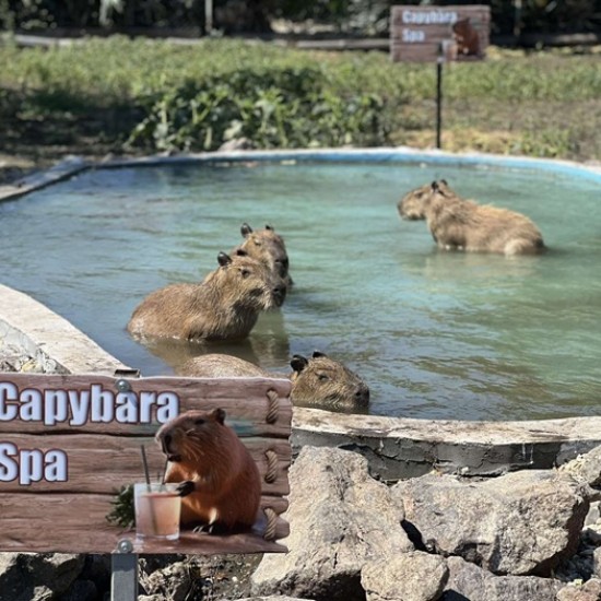 Подарете си едно невероятно преживяване в животинския свят с Посещение за двама в зоопарк Бургас от Makaroon