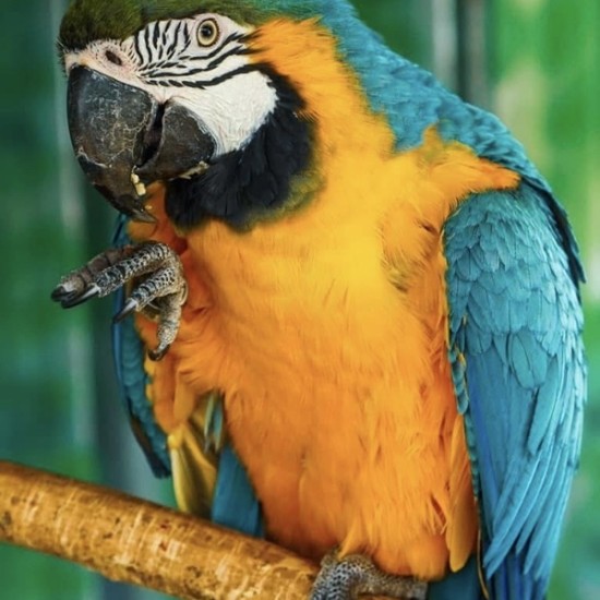 Подарете си едно невероятно преживяване в животинския свят с Посещение за двама в зоопарк Бургас от Makaroon