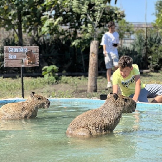 Подарете си едно невероятно преживяване в животинския свят с Посещение за двама в зоопарк Бургас от Makaroon
