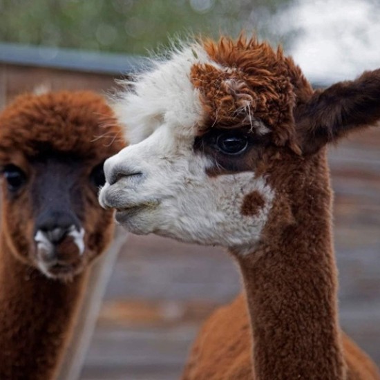 Подарете си едно невероятно преживяване в животинския свят с Посещение за двама в зоопарк Бургас от Makaroon