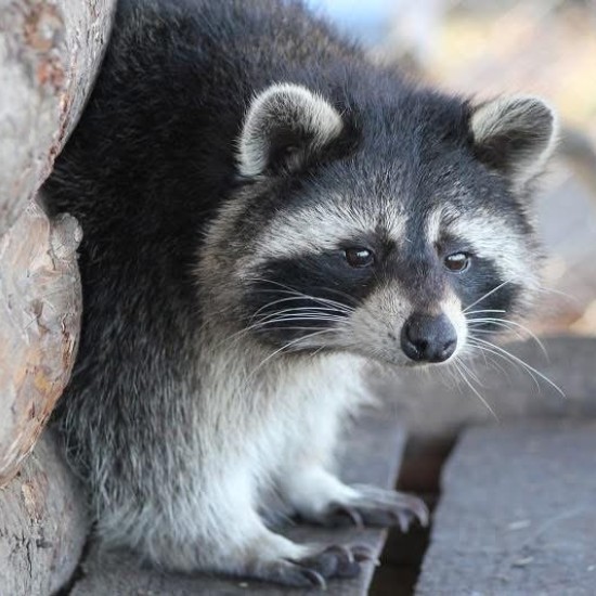 Подарете си едно невероятно преживяване в животинския свят с Посещение за двама в зоопарк Бургас от Makaroon