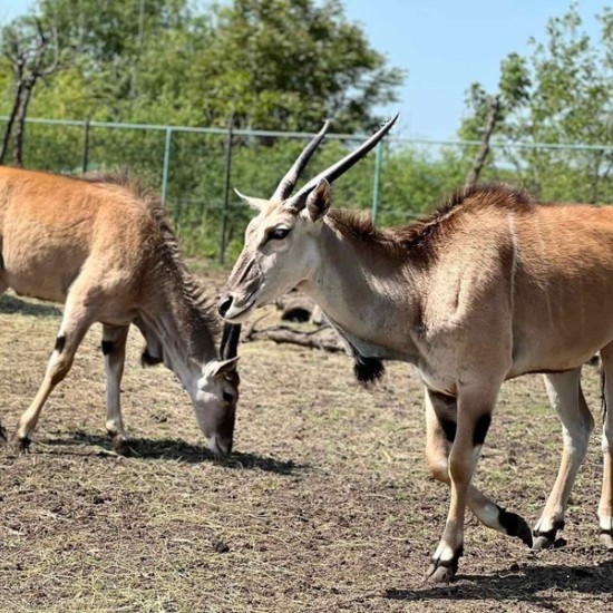 Подарете си едно невероятно преживяване в животинския свят с Посещение за двама в зоопарк Бургас от Makaroon