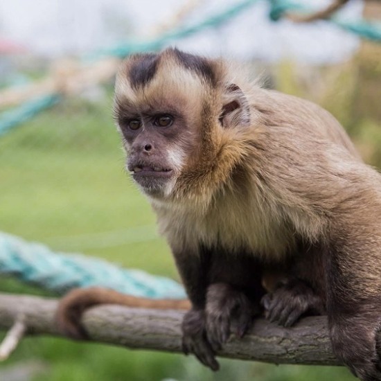 Подарете си едно невероятно преживяване в животинския свят с Посещение за двама в зоопарк Бургас от Makaroon