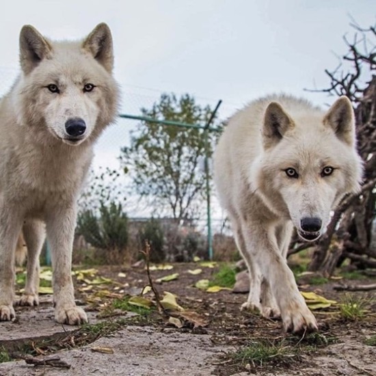 Подарете си едно невероятно преживяване в животинския свят с Посещение за двама в зоопарк Бургас от Makaroon