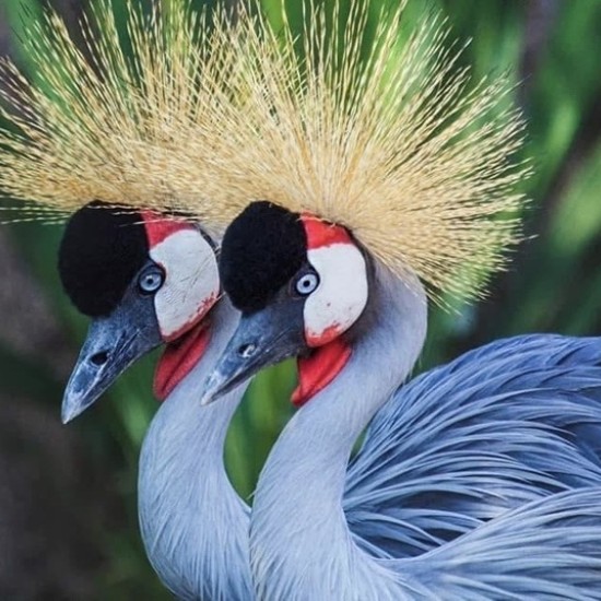 Подарете си едно невероятно преживяване в животинския свят с Посещение за двама в зоопарк Бургас от Makaroon