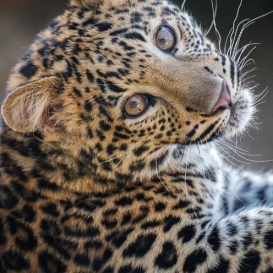 Подарете си едно невероятно преживяване в животинския свят с Посещение за двама в зоопарк Бургас от Makaroon