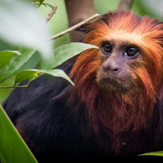 Подарете си едно невероятно преживяване в животинския свят с Посещение за двама + 2 деца в зоопарк Бургас от Makaroon