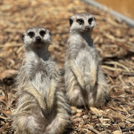 Подарете си едно невероятно преживяване в животинския свят с Посещение за двама в зоопарк Бургас от Makaroon