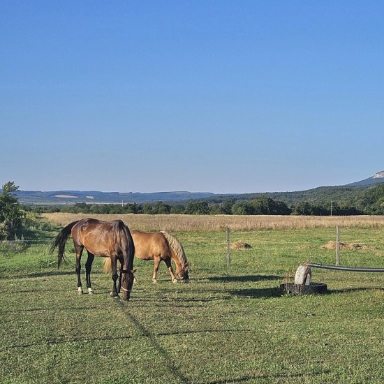 Природа, коне и релакс с "Езда сред природата за начинаещи в с. Батошево" от Makaroon