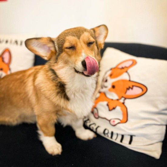 Вкусна храна и сладки кученца с Вино и пица за двама в компанията на коргита от Makaroon