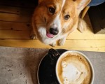 Puppies and smiles with Dessert and a hot drink for two in the company of a corgi at Corgi Cafe from Makaroon Puppies and smiles with Dessert and a hot drink for two in the company of a corgi at Corgi Cafe from Makaroon