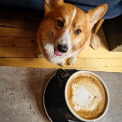 Dessert and a hot drink for two in the company of a corgi at Corgi Cafe