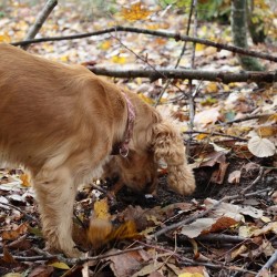 Превърнете се в модерни кулинарни златотърсачи с  „Лов и дегустация на трюфели край Варна“ 