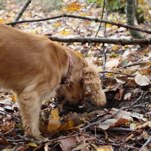 Превърнете се в модерни кулинарни златотърсачи с  „Лов и дегустация на трюфели край Варна“ 