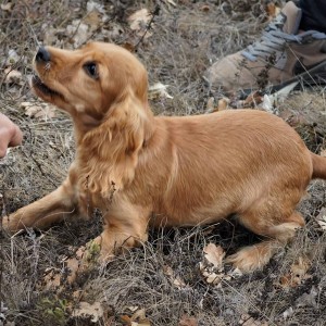 Превърнете се в модерни кулинарни златотърсачи с  „Лов и дегустация на трюфели край Варна“ 