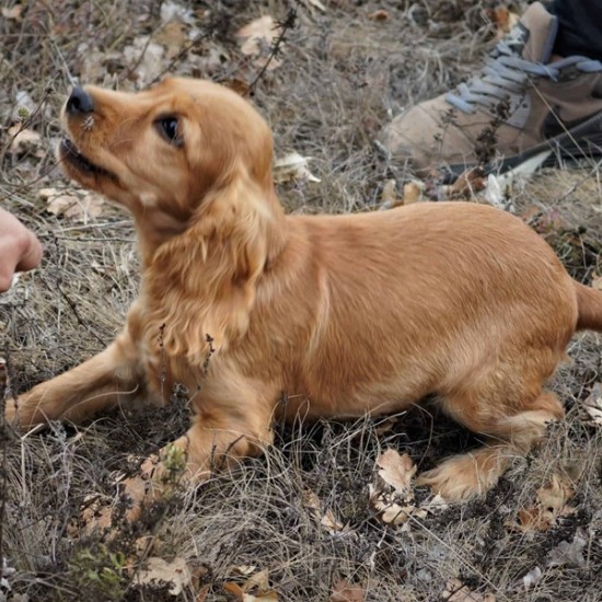 Открийте един нов и тайнствен свят с  „Лов и дегустация на трюфели  край Варна“ от Makaroon