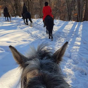 Разходка с кон до Дендрариума или Копитото