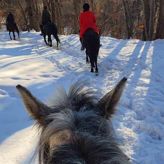 Разходка с кон до Дендрариума и Копитото от Макароон Разходка с кон до Дендрариума и Копитото от Макароон