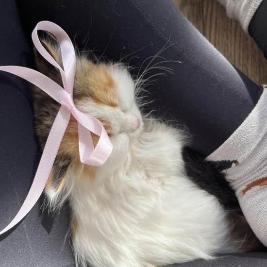 Сладост, практика и игра с „Йога с котенца“ от Makaroon Сладост, практика и игра с „Йога с котенца“ от Makaroon