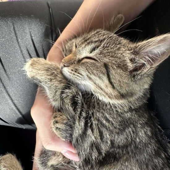 Сладост, практика и игра с „Йога с котенца“ от Makaroon Сладост, практика и игра с „Йога с котенца“ от Makaroon