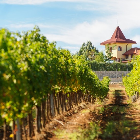 Отдайте почит на традициите с "Дегустация на 3 или 5 вина за двама във винарна Рупел, с. Долно Спанчево"от Makaroon