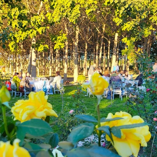 Опитайте най-скъпия млечен деликатес с "Дегустация на 3 вида магарешко сирене и вино" от Makaroon