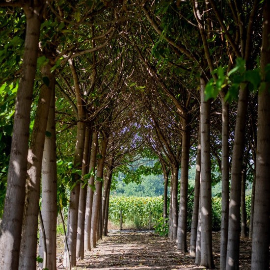 Опитайте най-скъпия млечен деликатес с "Дегустация на 3 вида магарешко сирене и вино" от Makaroon