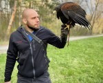 Запознайте се с хищните птици отблизо с  Групово шоу с мишелов на Харис и скален орел за един човек от Makaroon