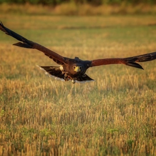 Очи в очи с най-красивите хищни птици в природата с Индивидуално авиошоу с грабливи птици за един човек от Makaroon